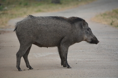 Sus scrofa cristatus
