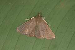 Hypena hemonalis