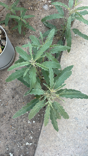 silverleaf nightshade