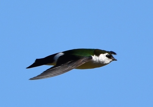 iNaturalist observation photo of Violet-green Swallow