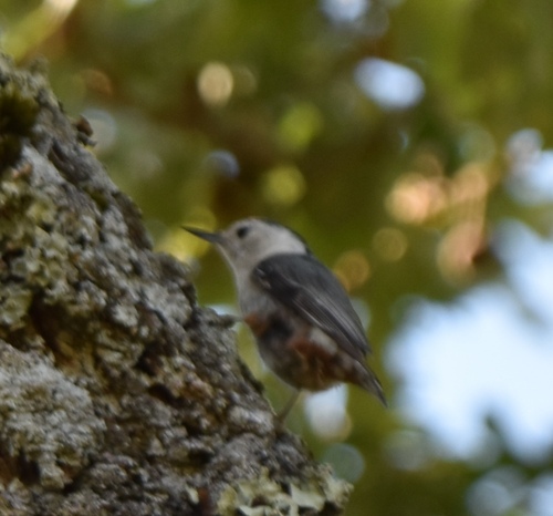 iNaturalist observation photo of White-breasted Nuthatch