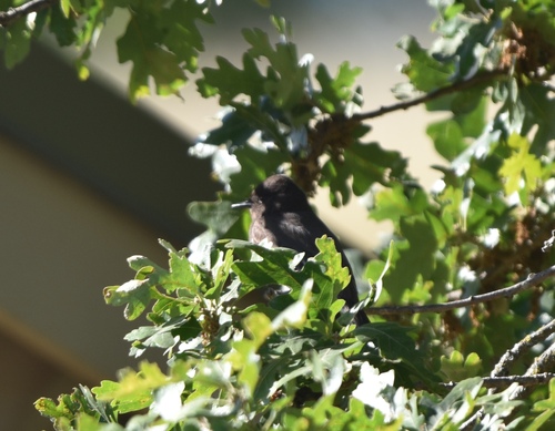 iNaturalist observation photo of Black Phoebe