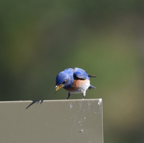 iNaturalist observation photo of Western Bluebird