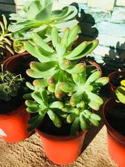 Sedum pachyphyllum