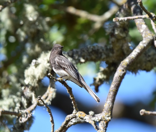 iNaturalist observation photo of Black Phoebe