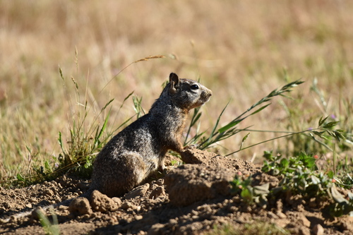 iNaturalist observation photo of California Ground Squirrel