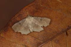 Syllectra