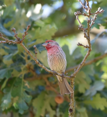 iNaturalist observation photo of House Finch