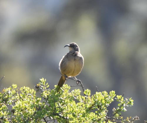 iNaturalist observation photo of California Thrasher