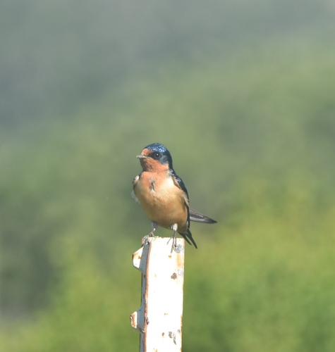 iNaturalist observation photo of Barn Swallow