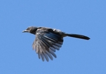 iNaturalist observation photo of California Scrub-Jay