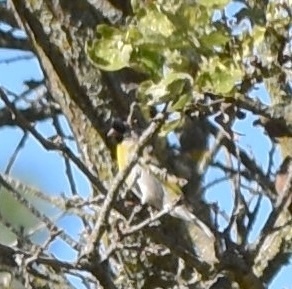 iNaturalist observation photo of Lawrence's Goldfinch