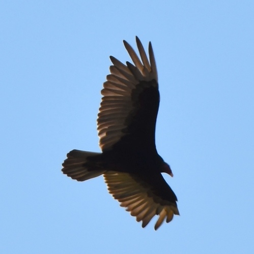 iNaturalist observation photo of Turkey Vulture