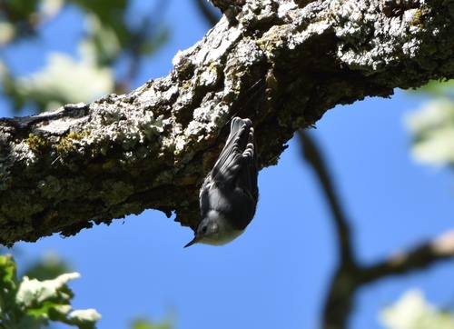 iNaturalist observation photo of White-breasted Nuthatch