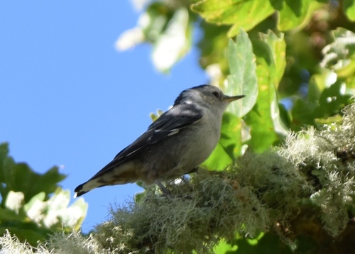 iNaturalist observation photo of White-breasted Nuthatch
