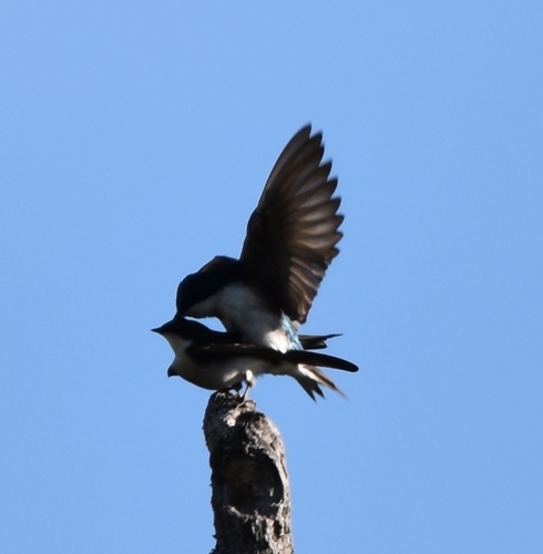 iNaturalist observation photo of Tree Swallow