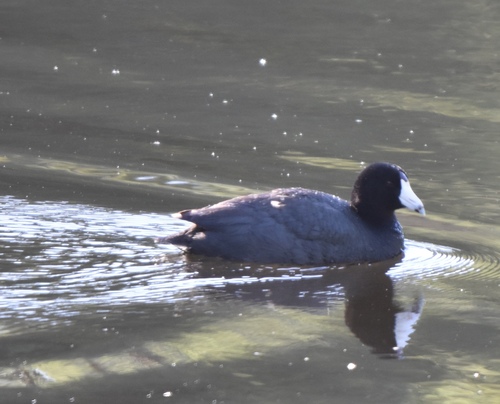 iNaturalist observation photo of American Coot