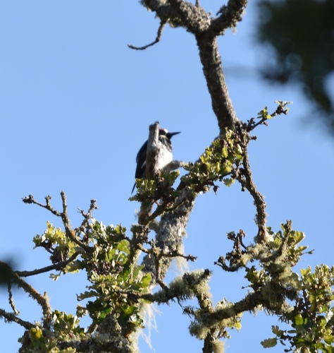iNaturalist observation photo of Acorn Woodpecker