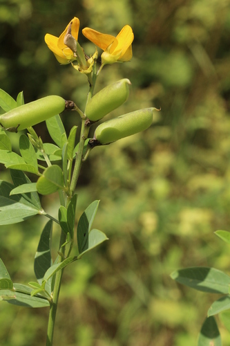 Crotalaria micans