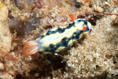 ホシゾラウミウシ