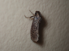 Acrolophus texanella