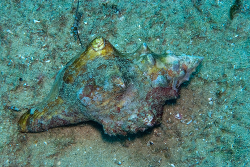 Pleuroploca trapezium observed 2026-05-10