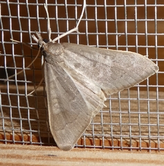Mecyna asinalis