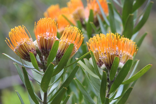 Image of Leucospermum cuneiforme by (c) Noeleen du Toit, some rights reserved (CC BY-SA)