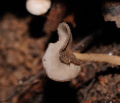 Helvella fibrosa
