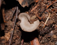 Helvella fibrosa