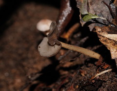 Helvella fibrosa