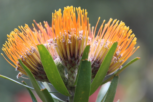 Marmalade (Leucospermum cuneiforme)