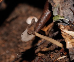 Helvella fibrosa