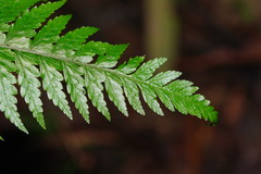 Parapolystichum acuminatum