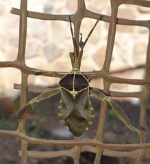 Petascelis remipes