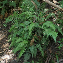 Parapolystichum acuminatum