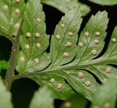 Parapolystichum acuminatum