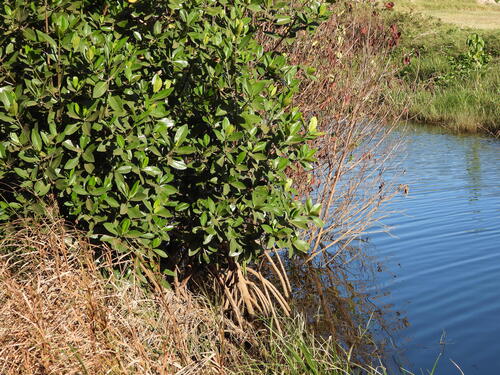 Rhizophora mangle observed 2026-05-22