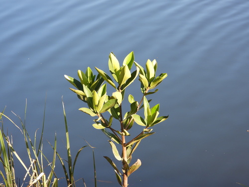 Rhizophora mangle observed 2026-05-22