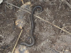 Batrachoseps gavilanensis