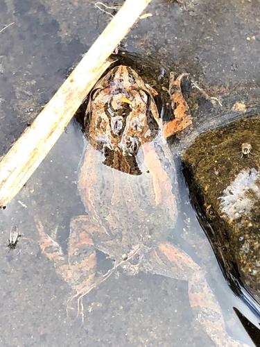 Common Eastern Froglet