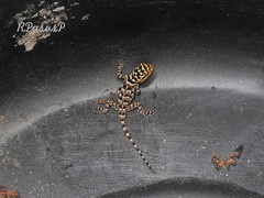 Sceloporus serrifer
