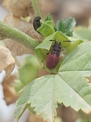 Scantius forsteri