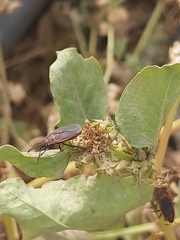 Scantius forsteri
