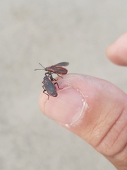 Scantius forsteri
