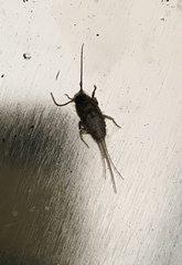 Ctenolepisma lineatum