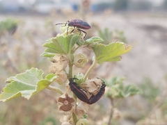 Scantius forsteri