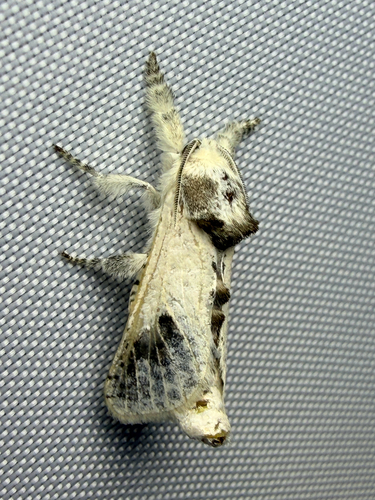 Theodore Carpenterworm Moth photo 4