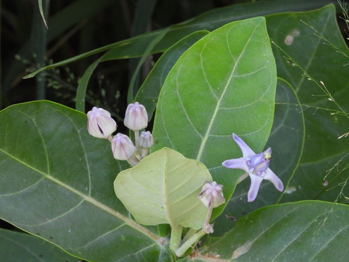 Calotropis gigantea observed 2026-05-22