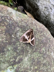 Fodina
